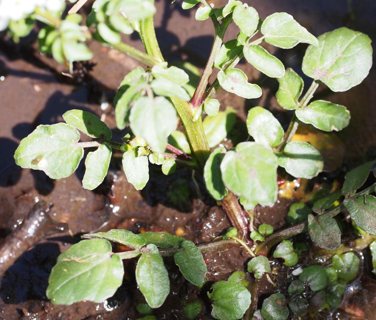 Watercress leaf